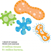 global handwashing feces facts