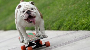 guinness book of world records skateboarding bulldog