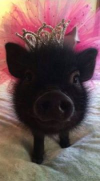 national pig day