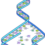 DNA Day