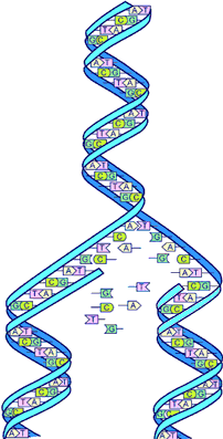 DNA Day