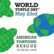 world turtle day