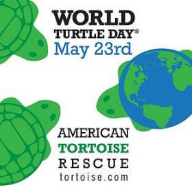 world turtle day