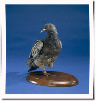 Cher Ami, stuffed pigeon