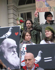 pigeon protest City Hall