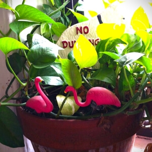 pink flamingos planted in houseplant