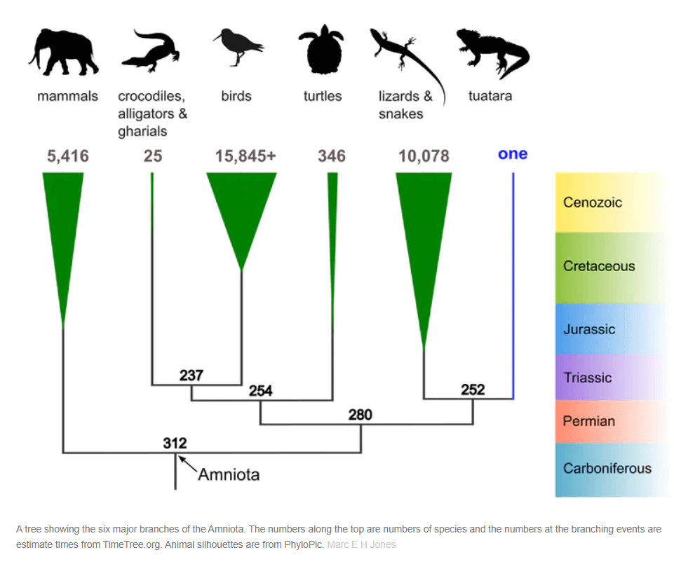 Tuatara Day evolutionary chart