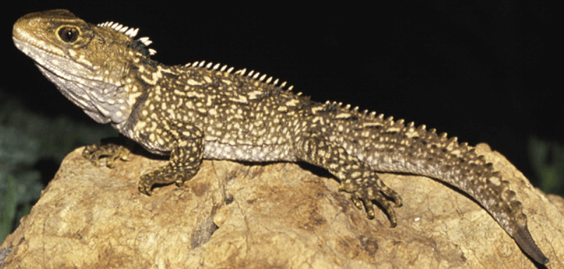 tuatara on rock